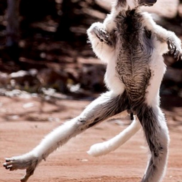 Meet your Posher, Rose - Picture 1 of 1